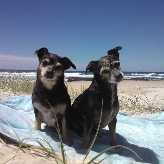 Profile picture of TIBBS